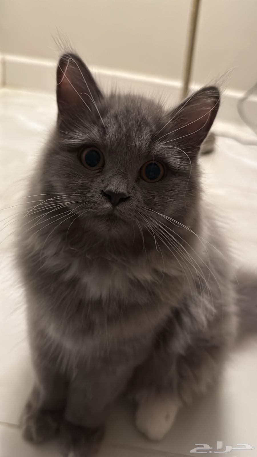 بسه لونها رمادي العمر 4 شهور64563391925121110