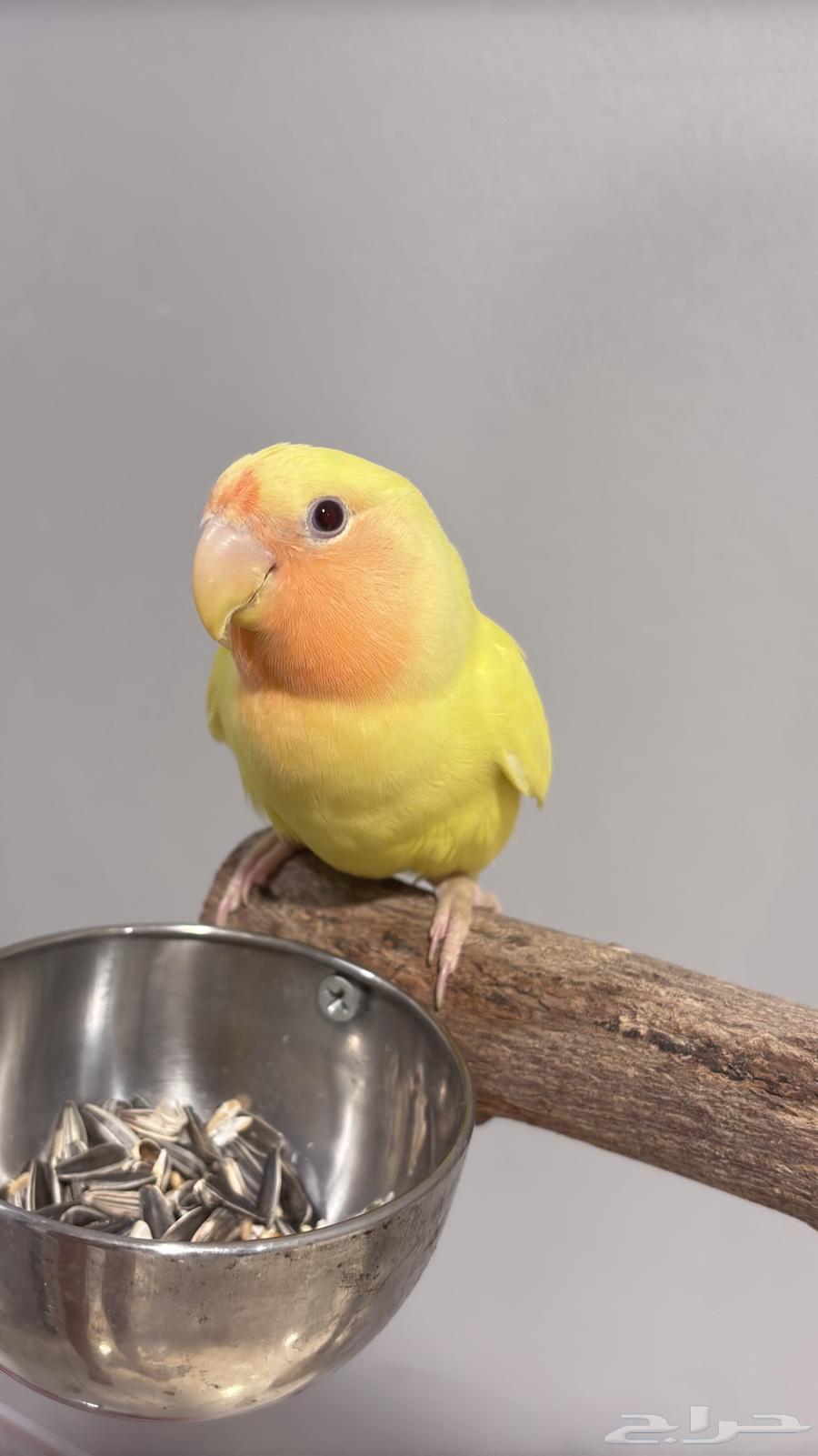 (Sold) Rose Red Face Alif threatened a similar tweet64563480498178114