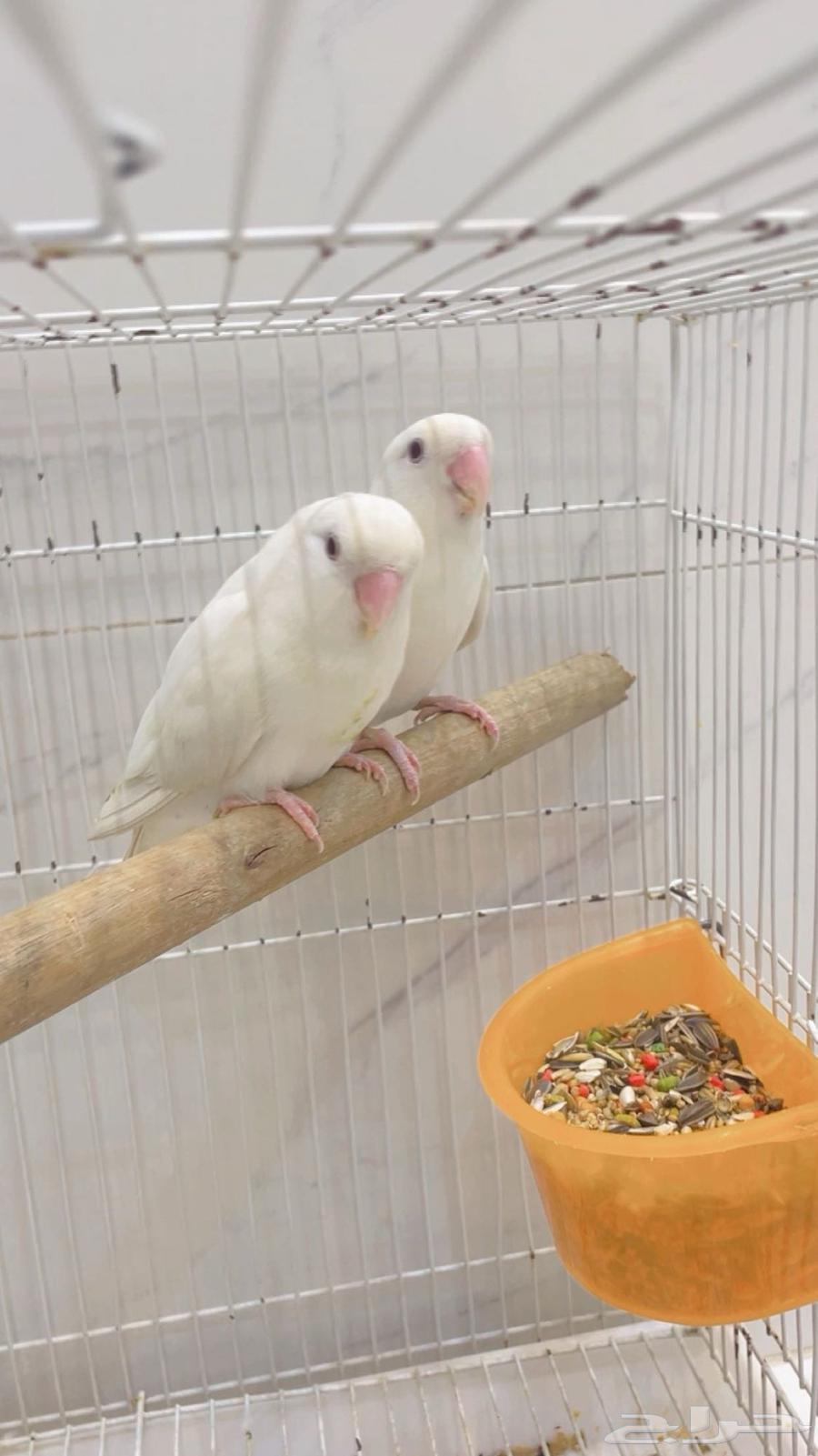 Zoj Roz64563978222337112