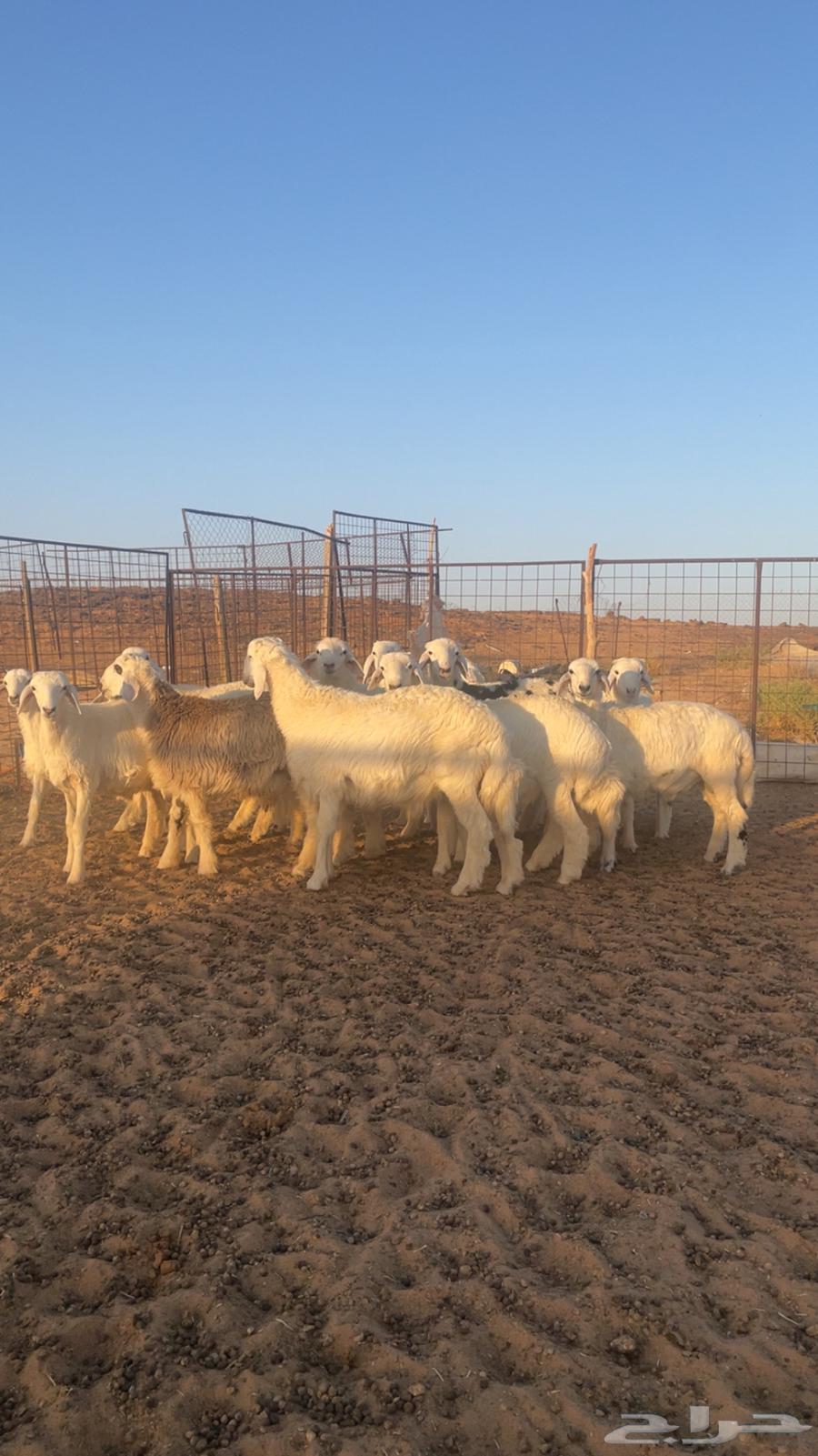 خرفان حريات للبيع64566147982593110