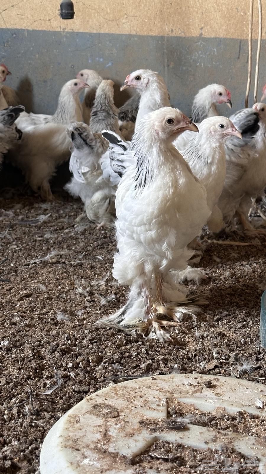 للبيع صوص براهما كولمبي64564824582659110