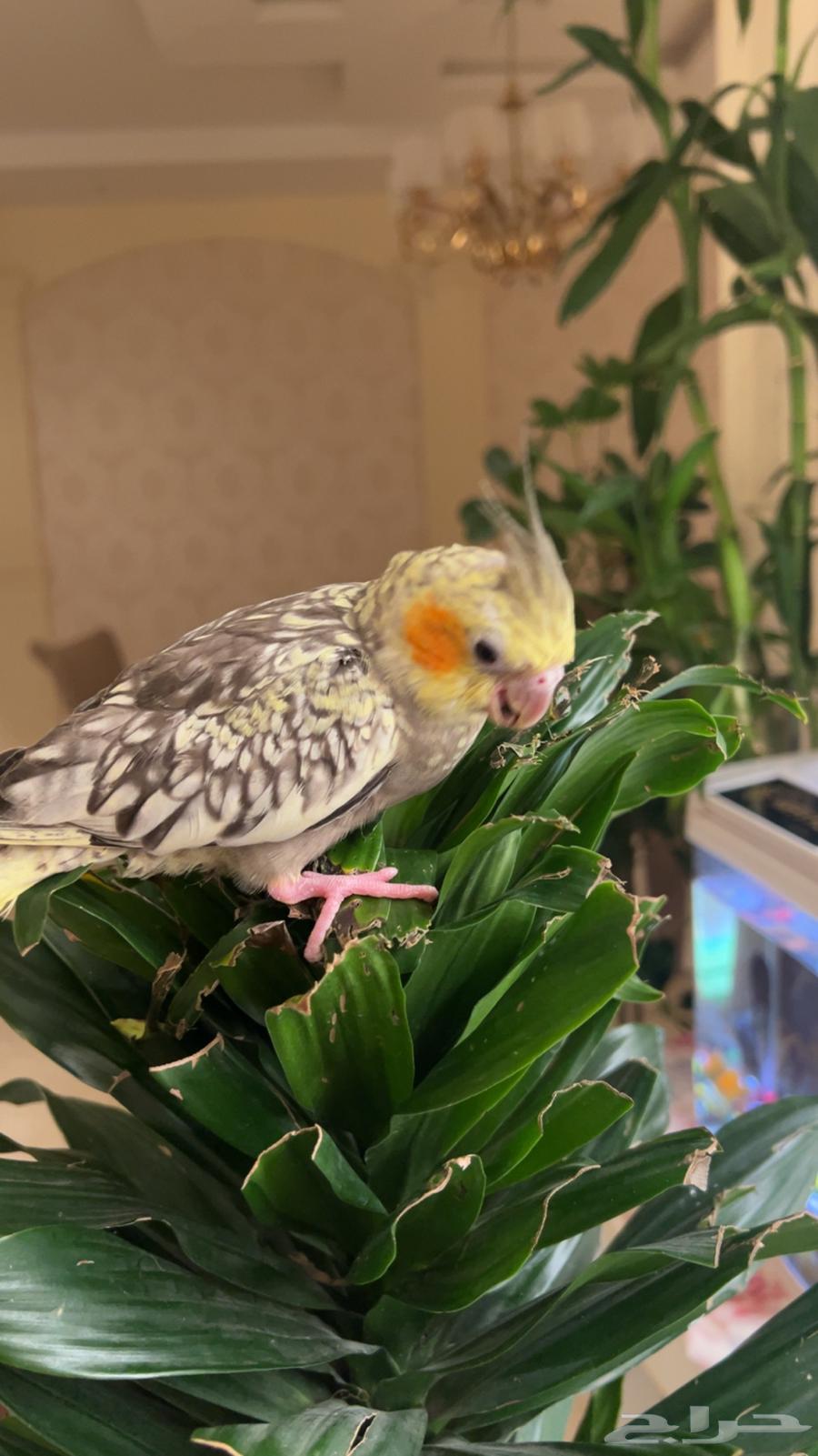 فرخ كروان فراشة أليف64566064751234111