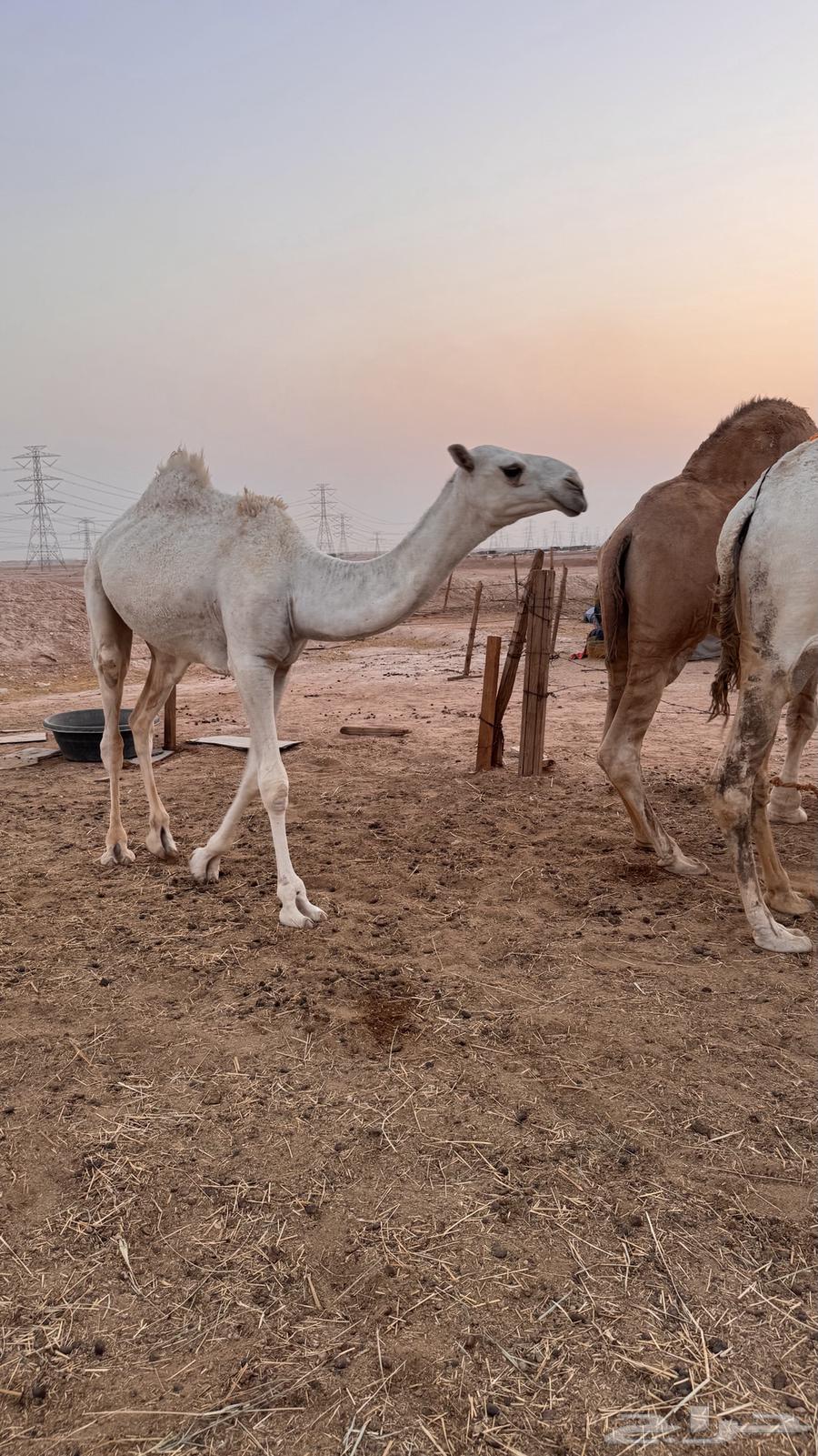 ناقة واضحةاعشر تحتها قعود للبيع السوم وصل 20 00064570012362497111