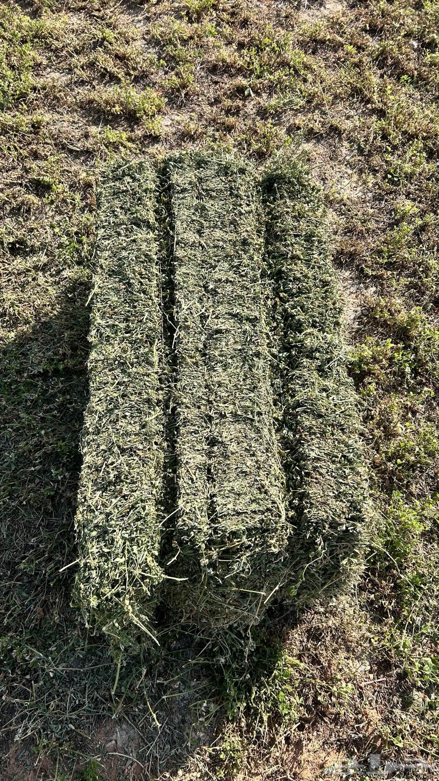 برسيم صافي ورق ناعم64565842318850110