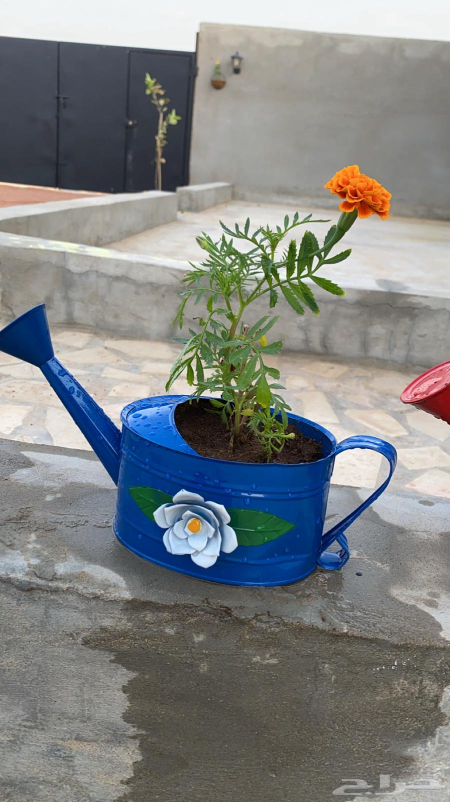 ورد بأصيص مميز64569848775299114