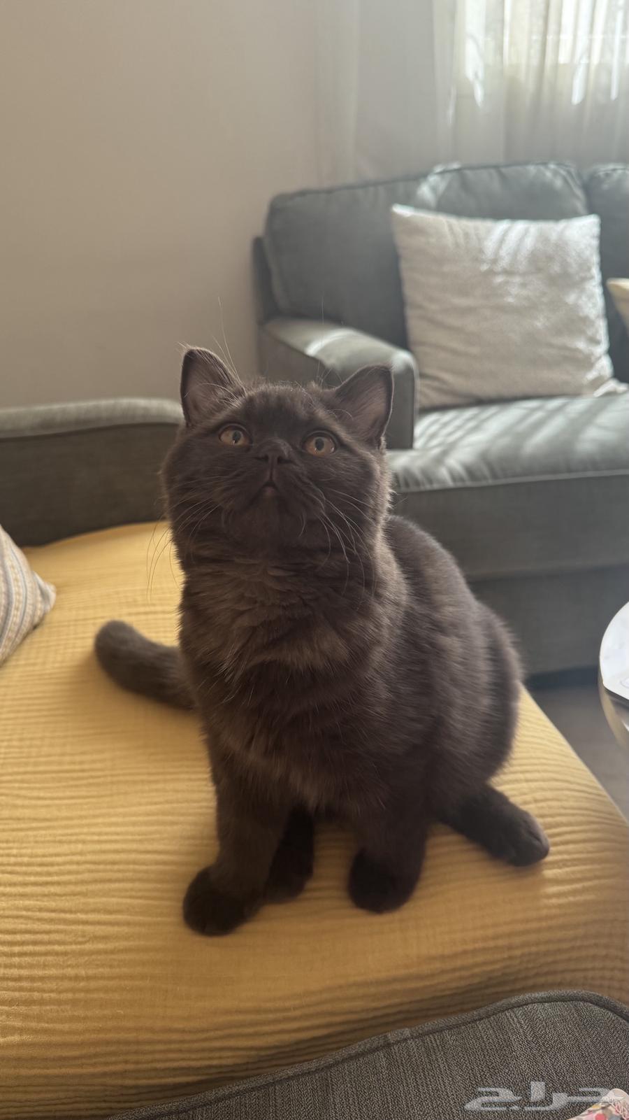 قطه برتش بيور تشوكلت64567211819138111