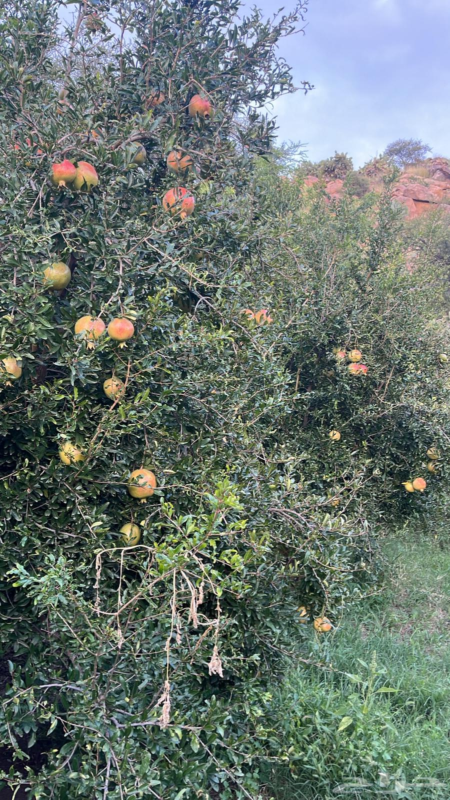 رمان طايفي شفوي (الشفا)64563090613635111