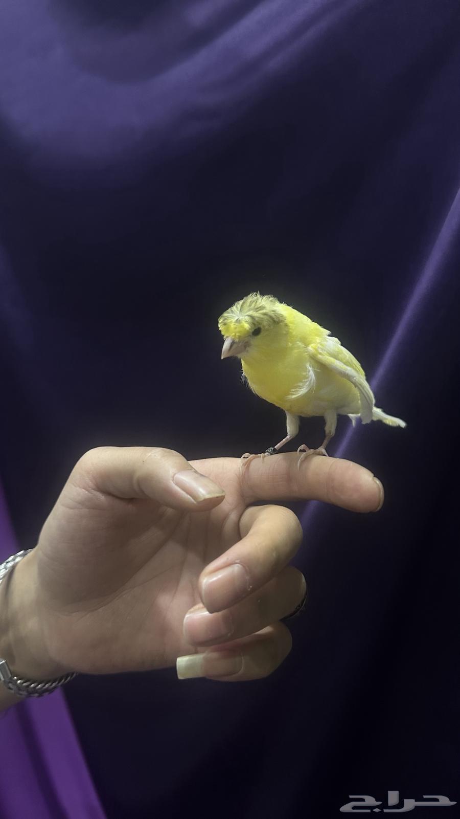 كناري غر مفتل باريسي ملفوف64568879682177111