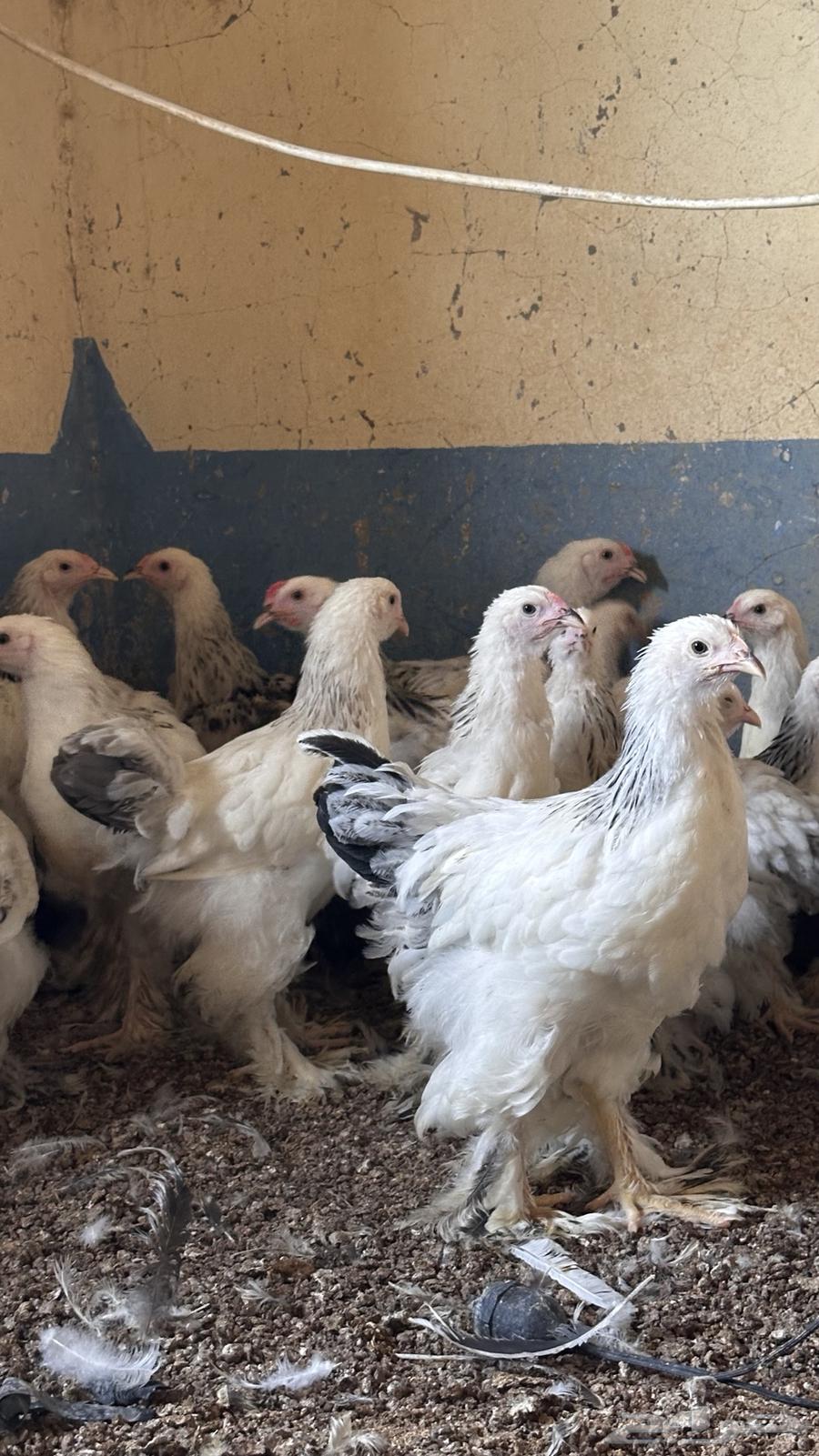 للبيع صوص براهما كولمبي64564824582659114