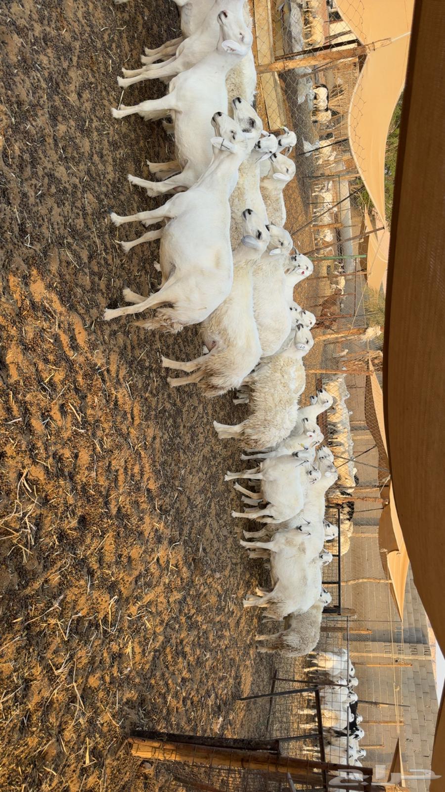 Fat-tailed and polled sheep64569726403585110