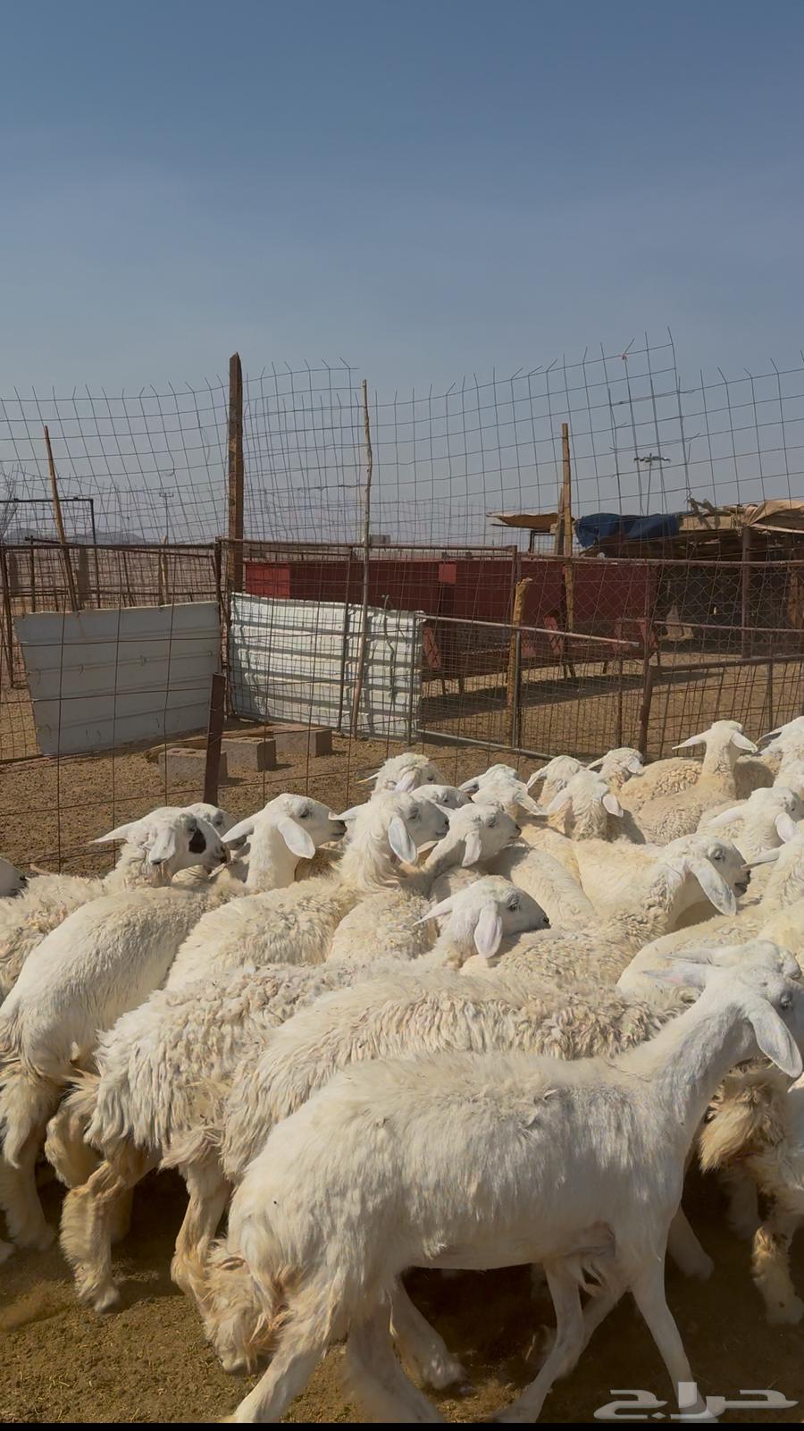 رخال جذعات طيبه64567378783745111