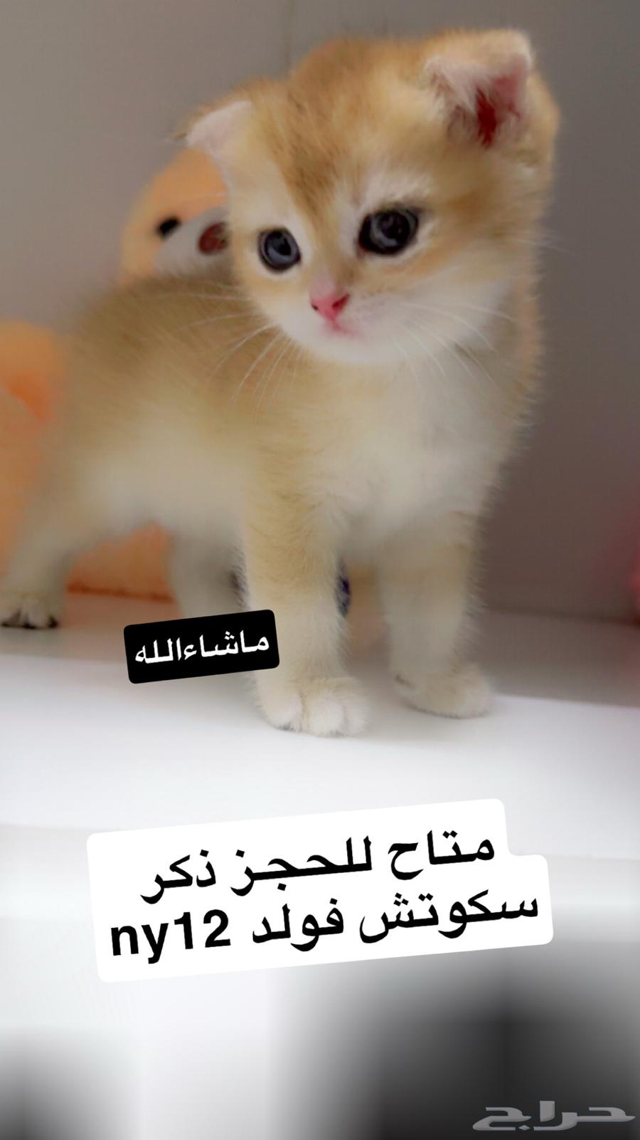 بيع قطط سكوتش تم البيع64569343443075113