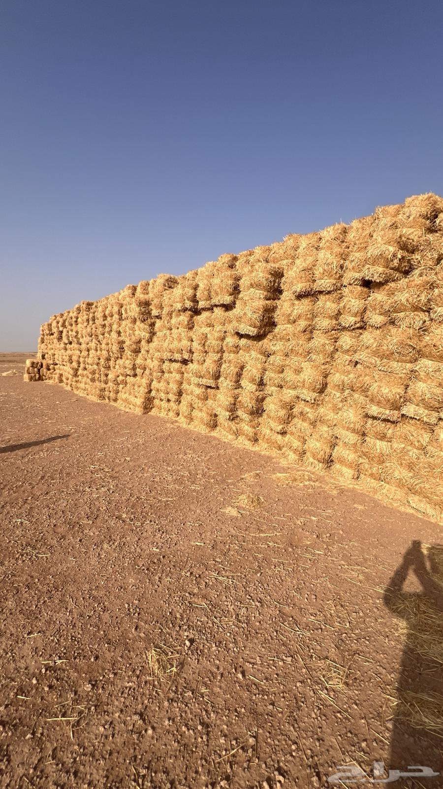 تبن قمح (بر) جديد شد فاخر64565939635073114