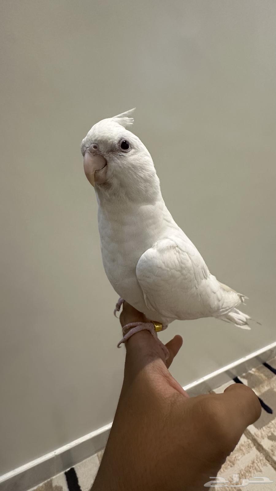 كروان هدد خارجي وداخلي متكلم ومفطوم للبيع64562852665986110