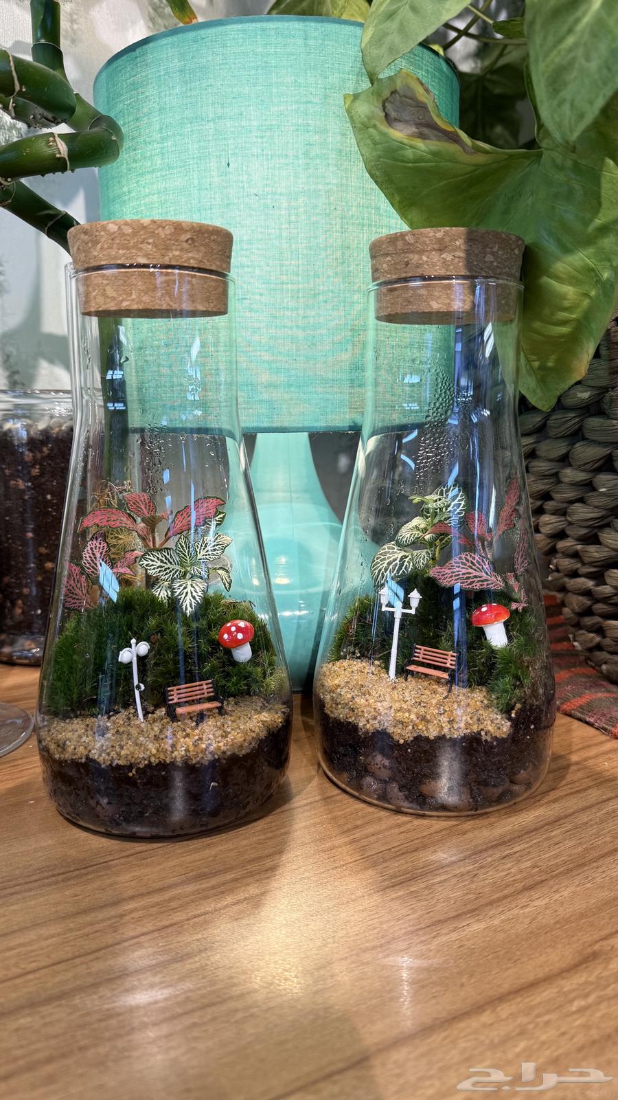 تيراريوم نباتات طبيعية 10064462171752193111