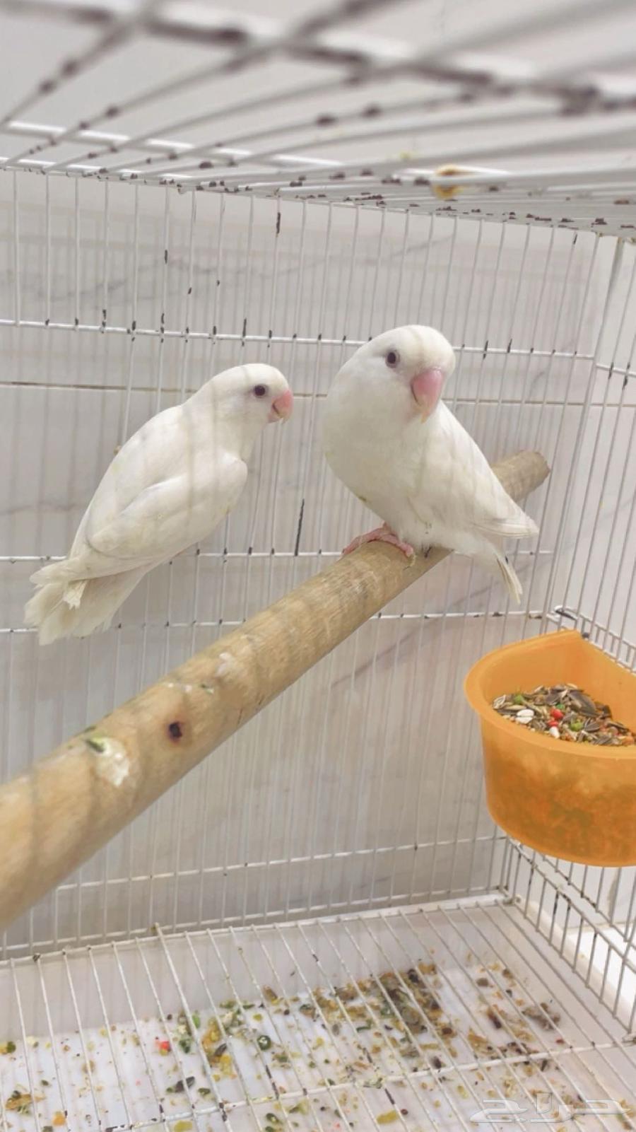 Zoj Roz64563978222337110