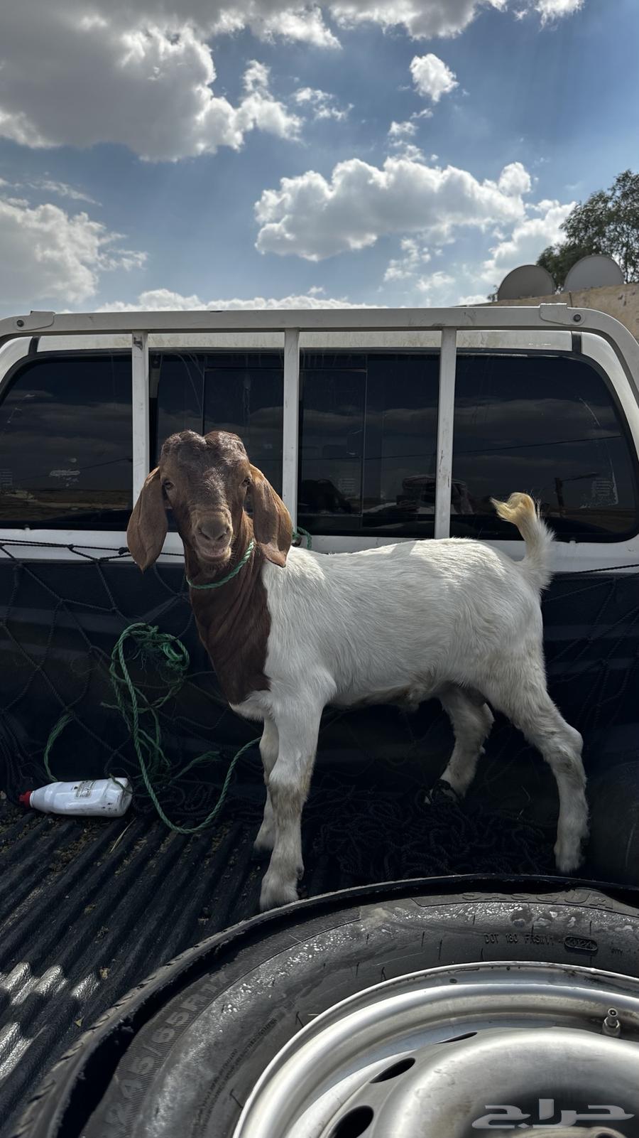 تيس بورقوت دم صافي العمر 4 اشهر تم البيع64567018227073110