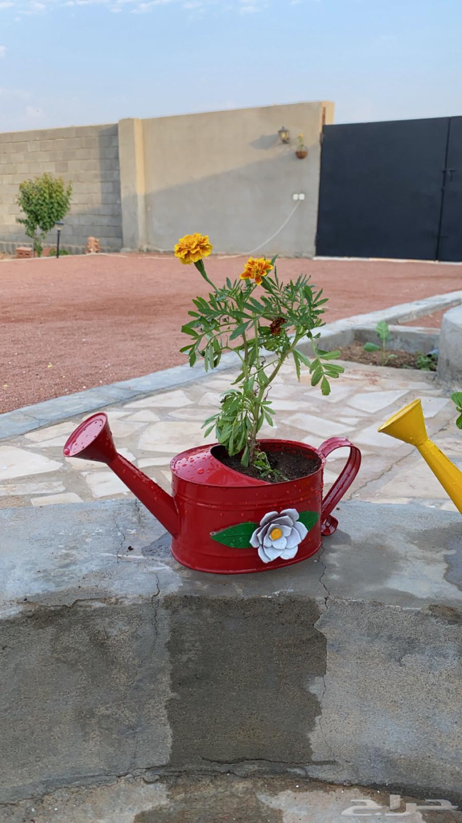 ورد بأصيص مميز64569848775299110