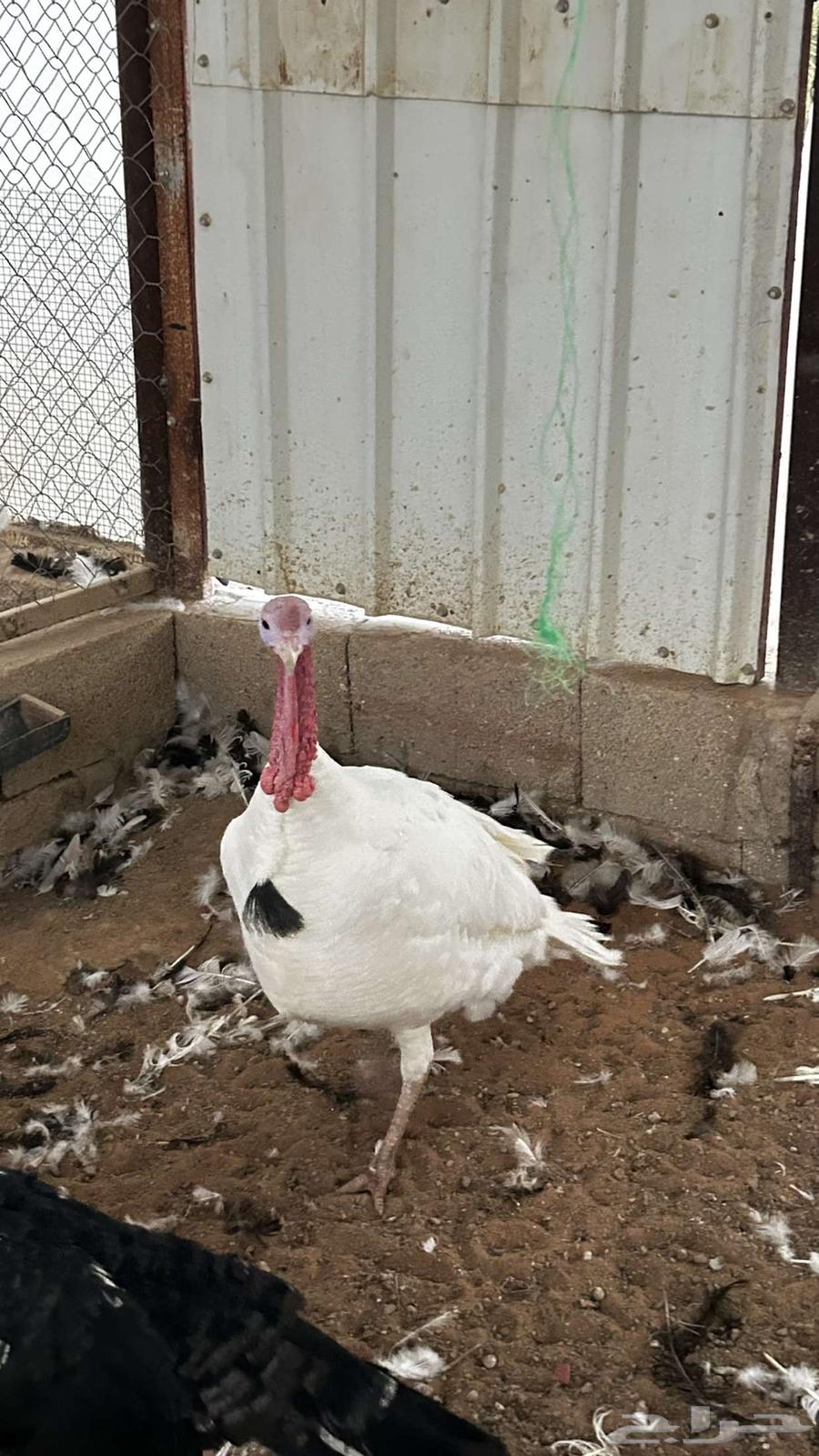 للبيع ذكور رومي العدد 364566437779073110