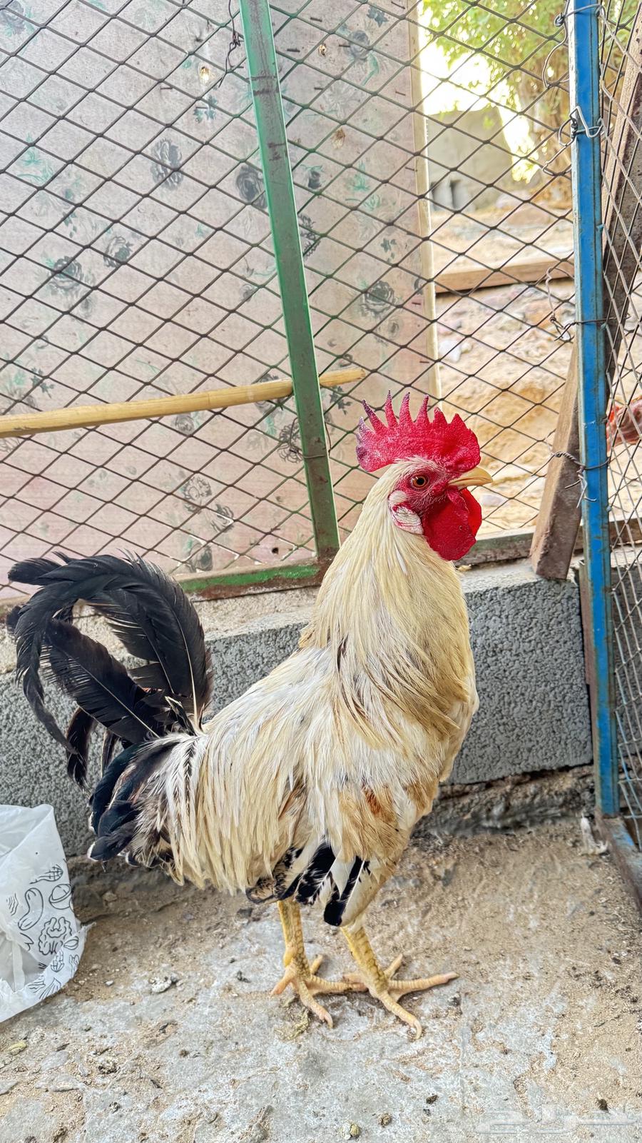 دجاج بلدي64564129589123111