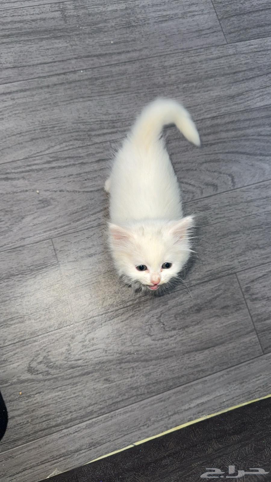 بس شيرازي العمر اقل من شهر64566603367426112