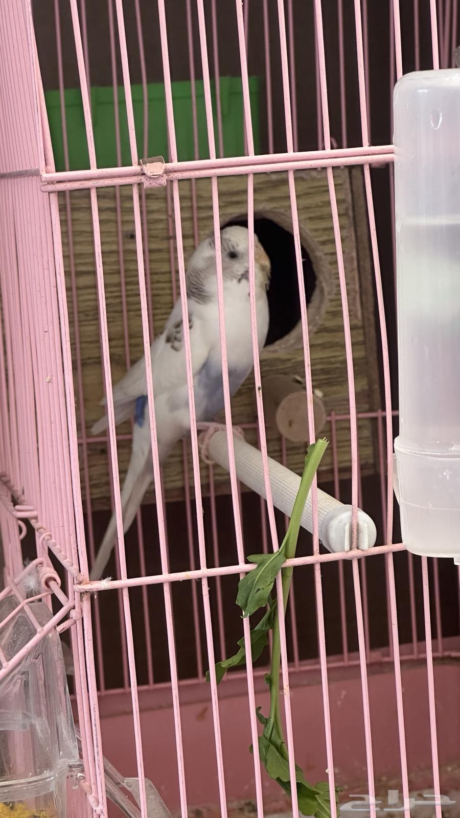 للبيع باجي مع فروخ64567295556994111