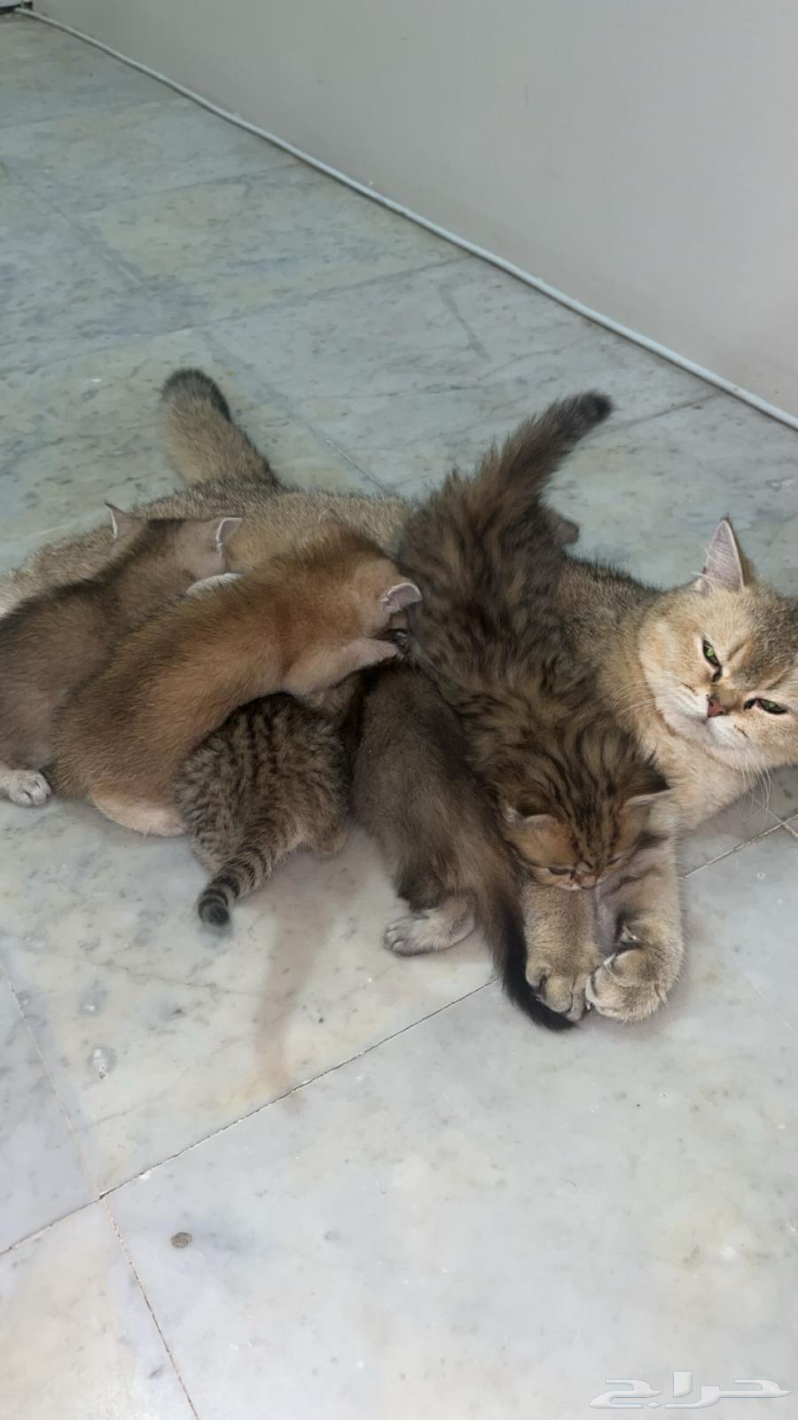 Scottish (Street) Cats64569083475970112