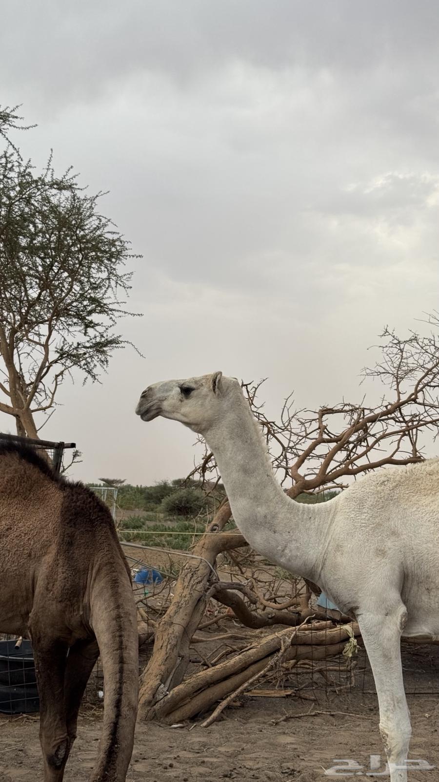 بكره كفو وضحى64568362123905112