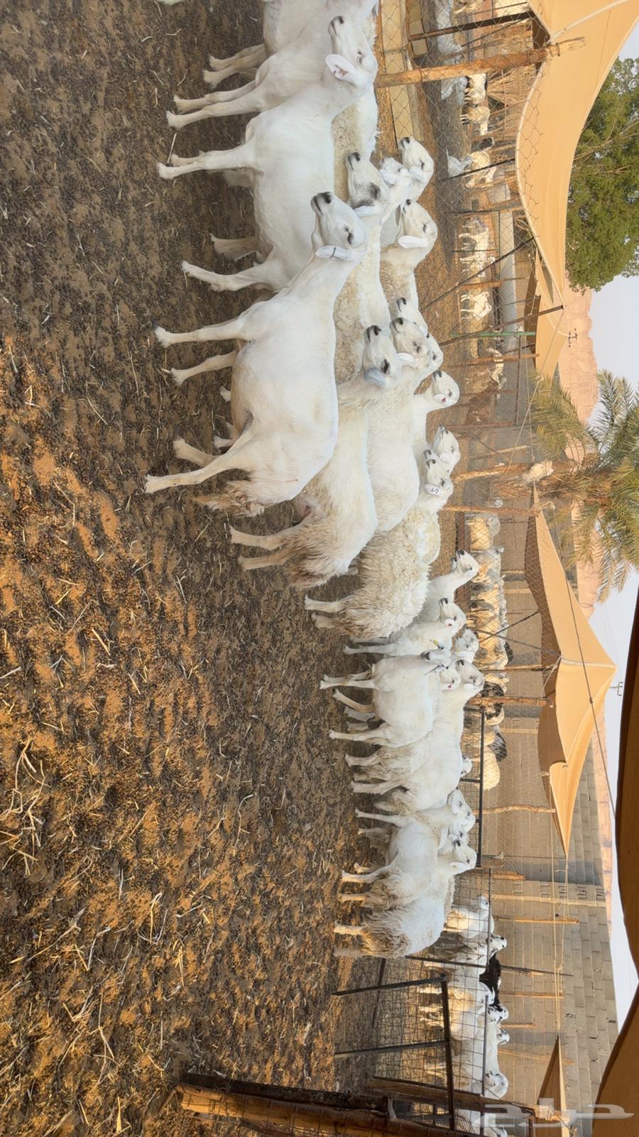 Fat-tailed and polled sheep64569726403585112