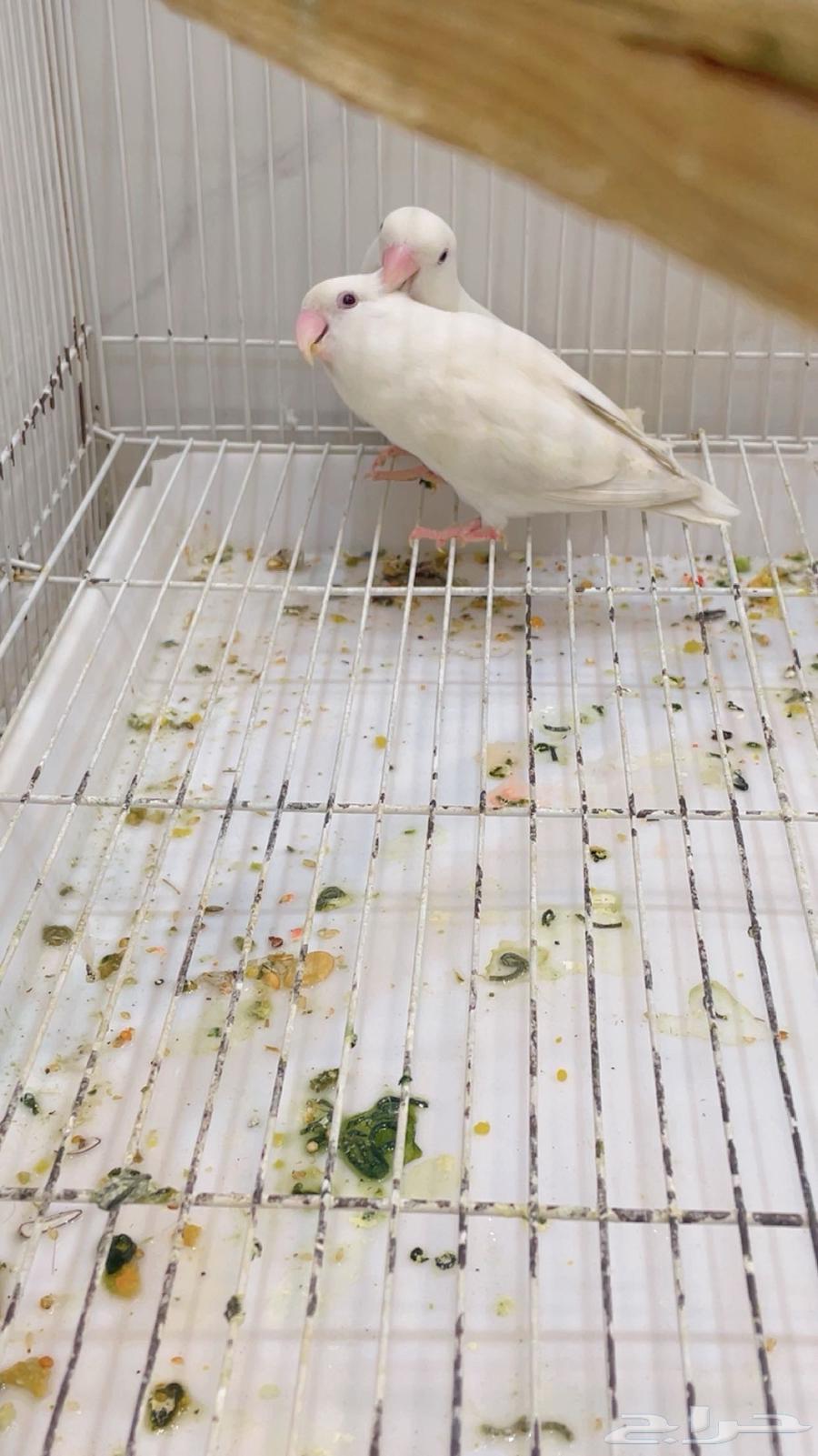 Zoj Roz64563978222337111