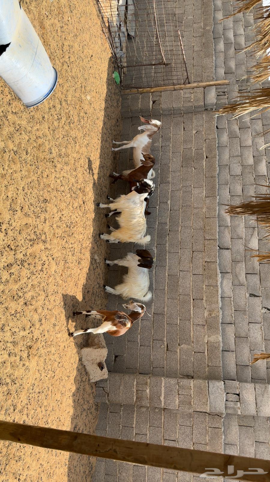 معزى اشباب دفيع فحص سونار64570503869187112