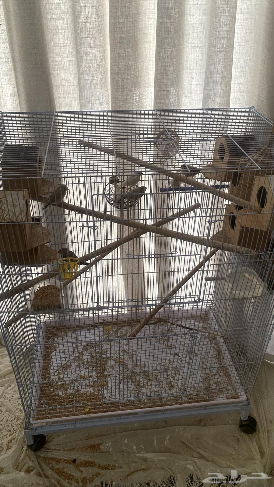 Zebra for sale64565870295553110