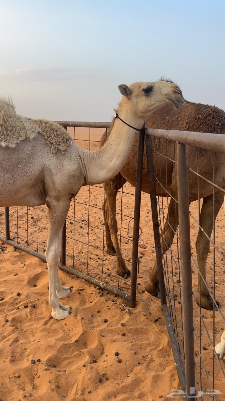 للبيع قعود رماني فحل64564351498114112