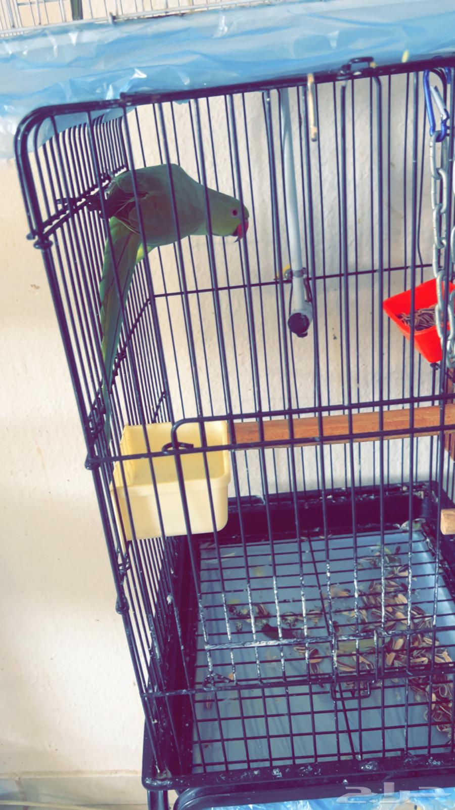 زوج كروان العمر 4 شهور64567794972547111