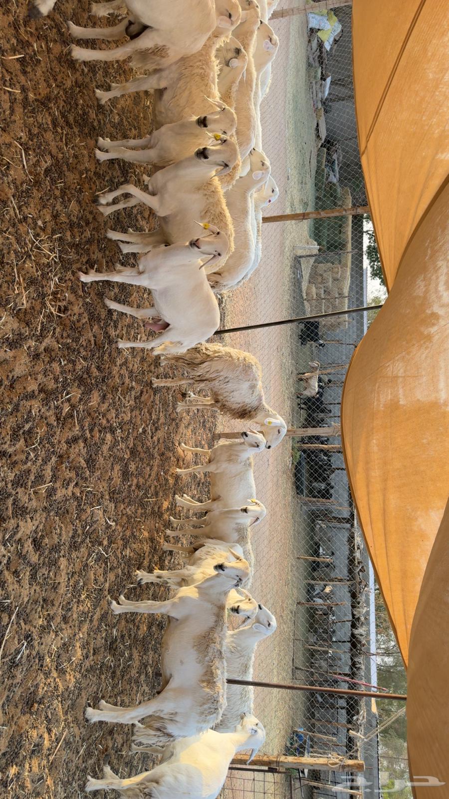 Fat-tailed and polled sheep64569726403585111