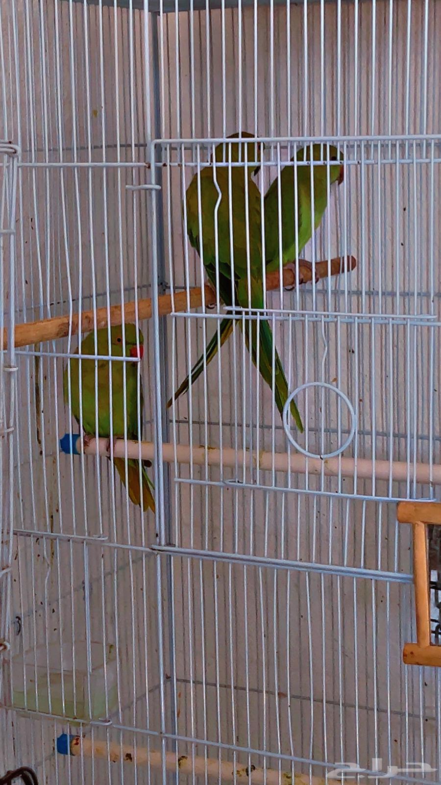 زوج كروان العمر 4 شهور64567794972547112