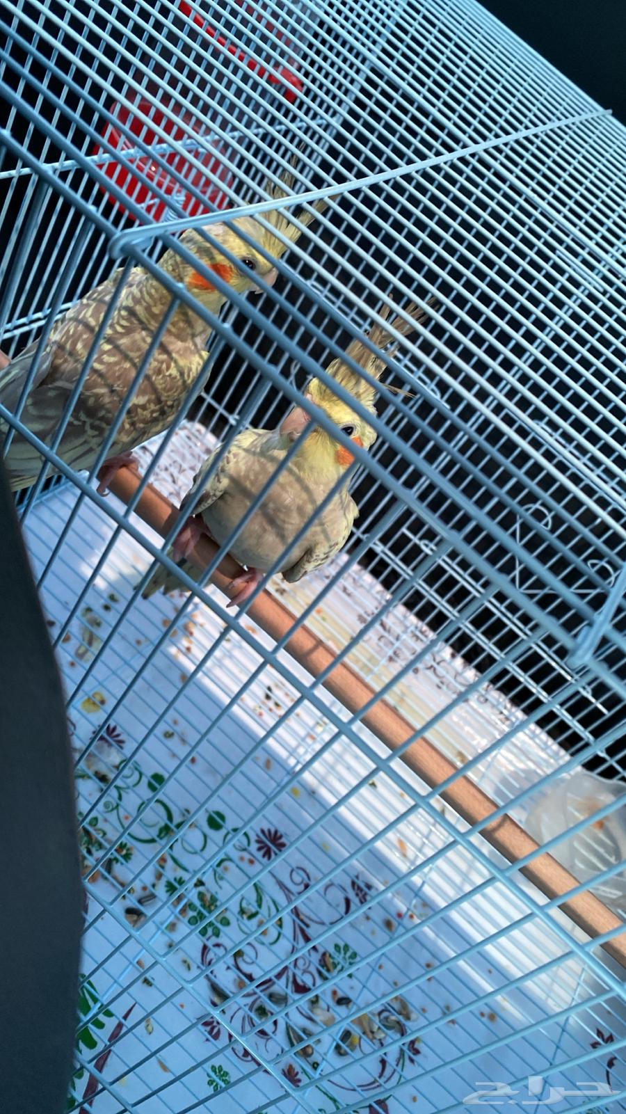 جوز كروان64569015811841112