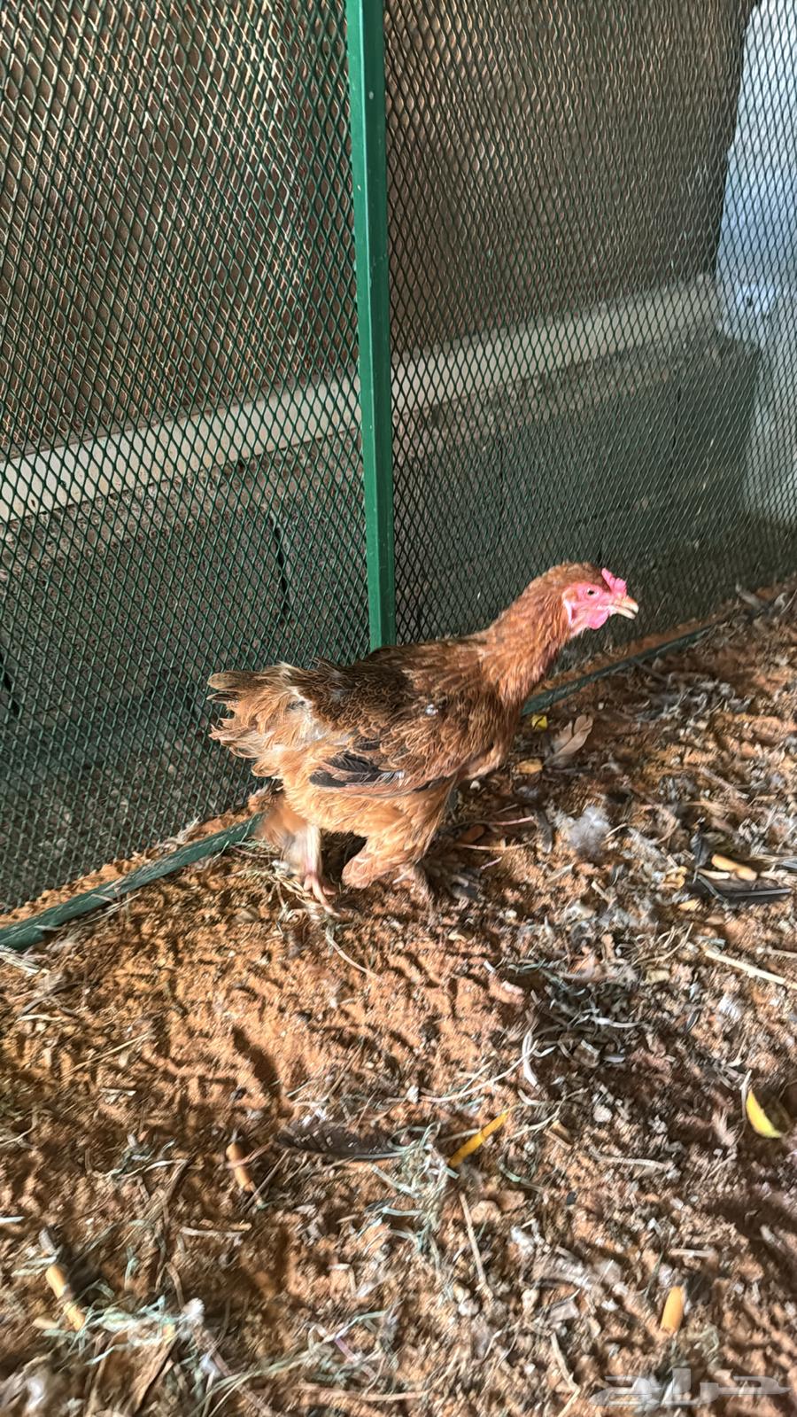 للبيع ديك ودجاج براهما64563826602499111