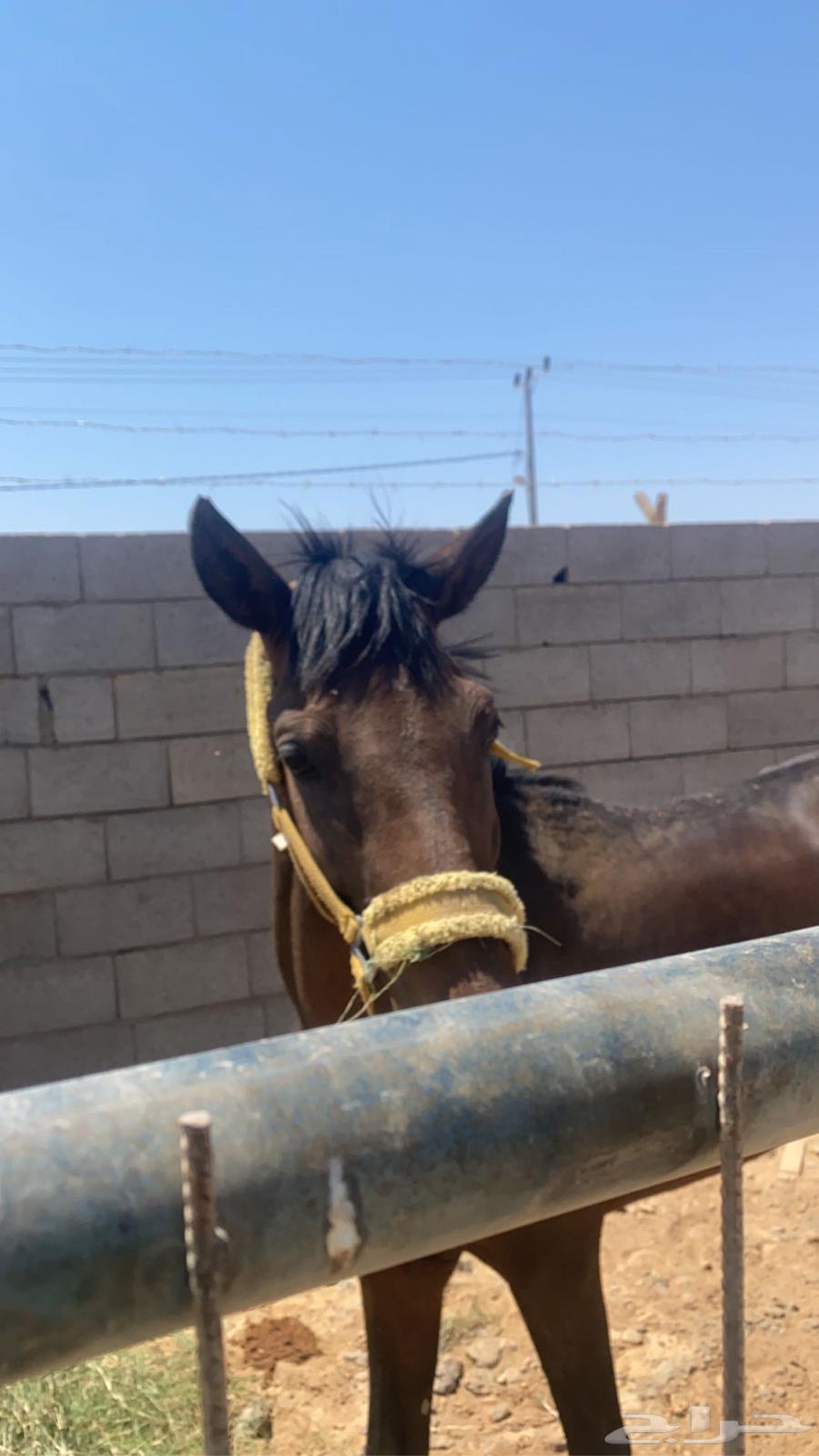 English stamp condition64588868639747112