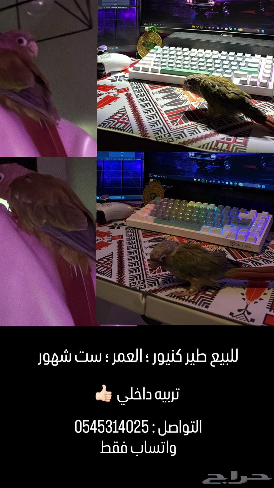 طير كنيور تربيه64567863957634110