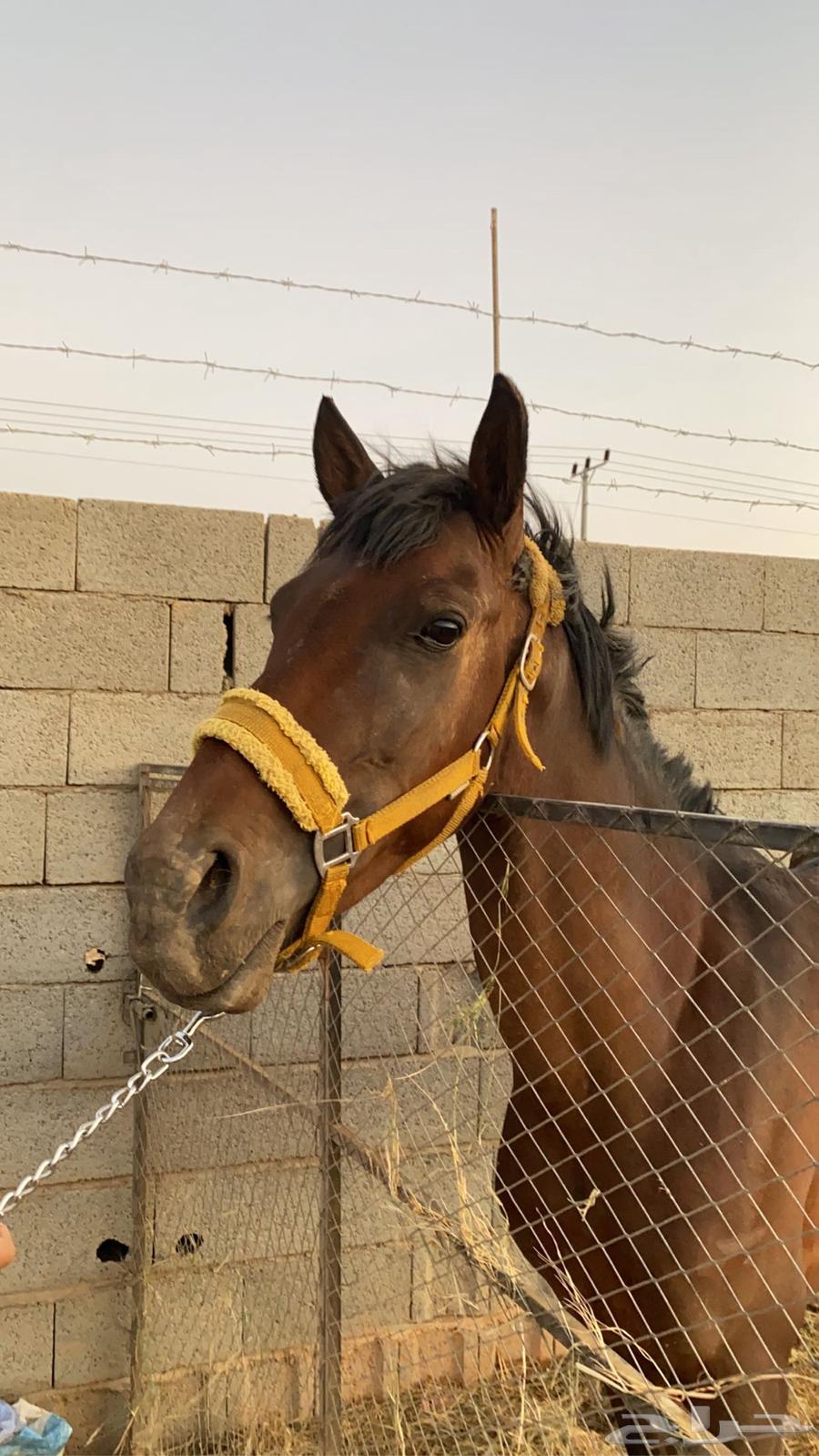 English stamp condition64588868639747110