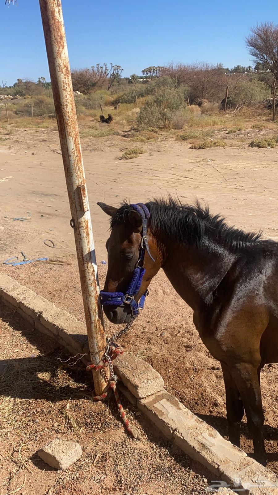 English stamp condition64588868639747111