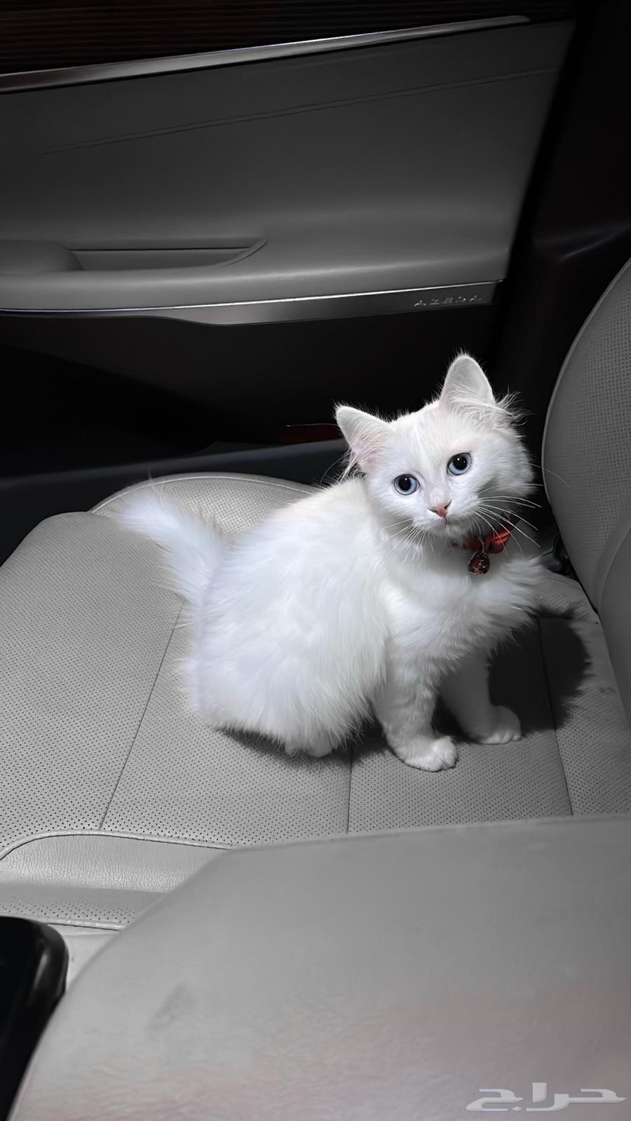 قط شيرازي مع اغراضه واكله ولتر بوكس للبيع64567253606145110