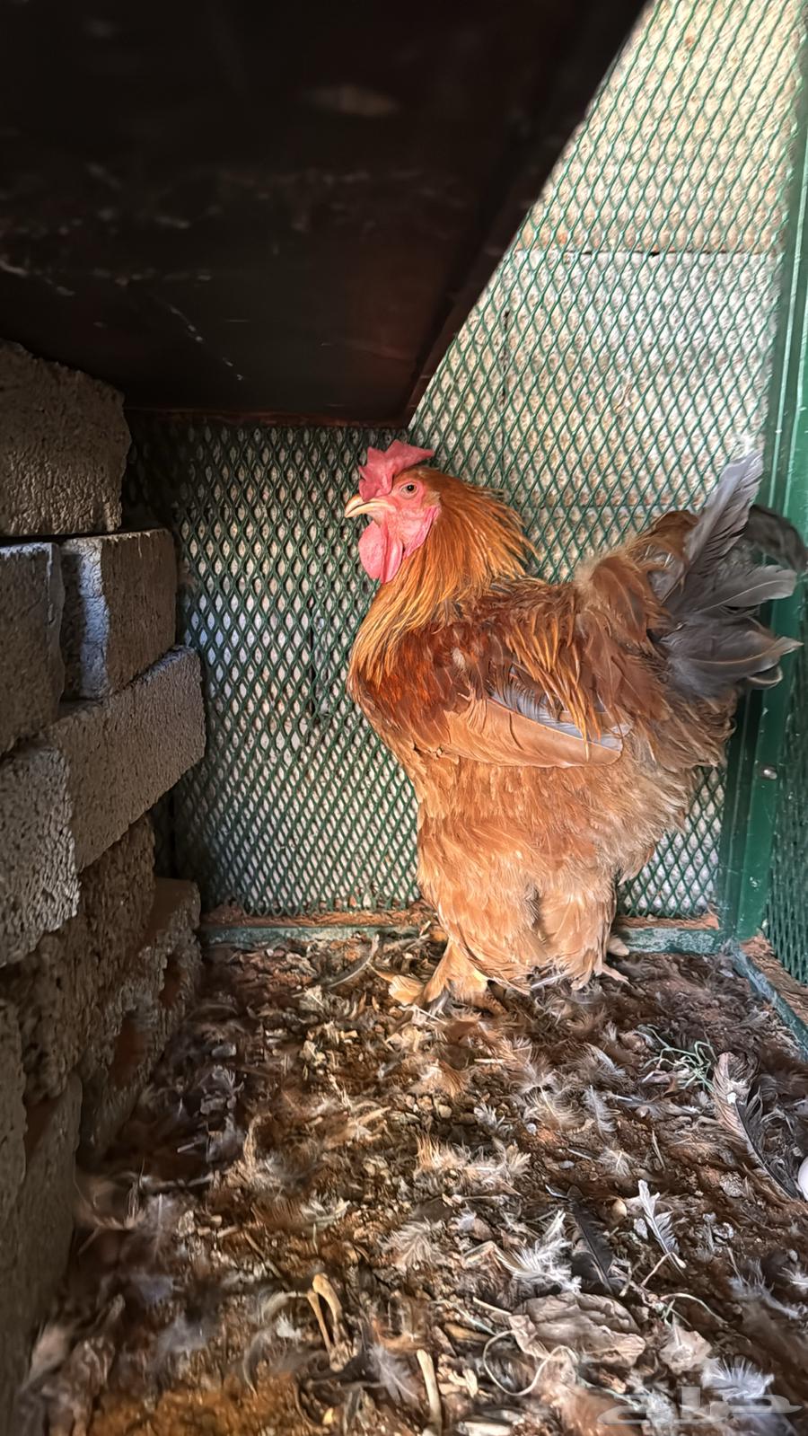 للبيع ديك ودجاج براهما64563826602499110