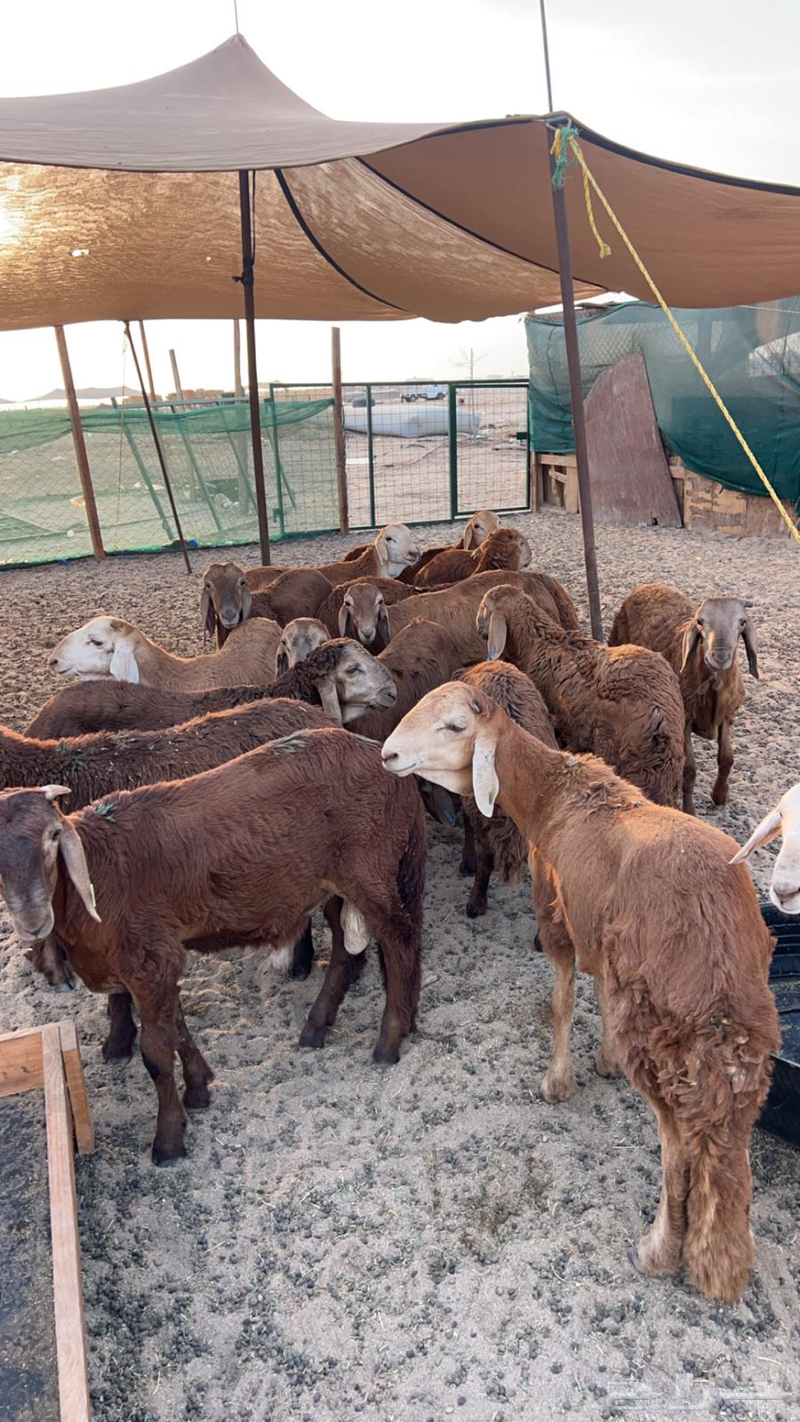 12 Red Donkeys for Sale, Breeding Stock Available, Slaughter and Delivery Offered64440370193667110