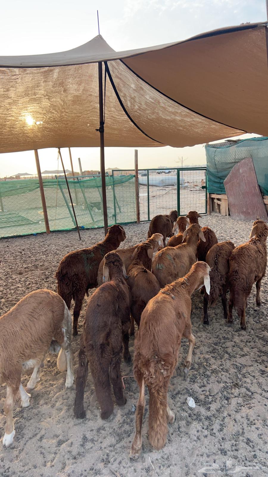 12 Red Donkeys for Sale, Breeding Stock Available, Slaughter and Delivery Offered64440370193667111