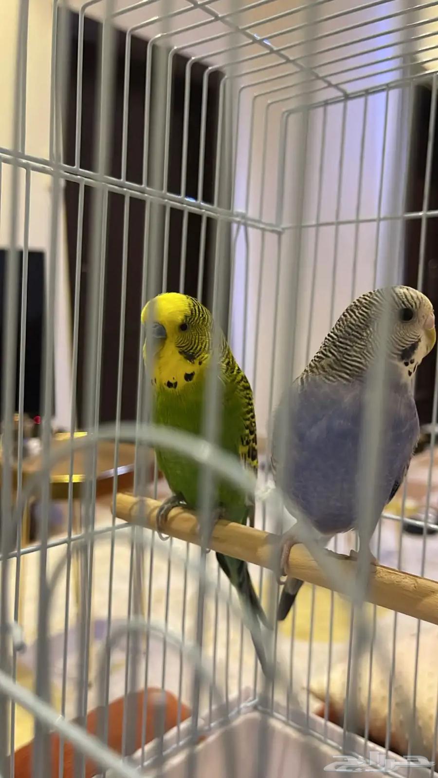 للبيع طيور البادجي64563799111042111