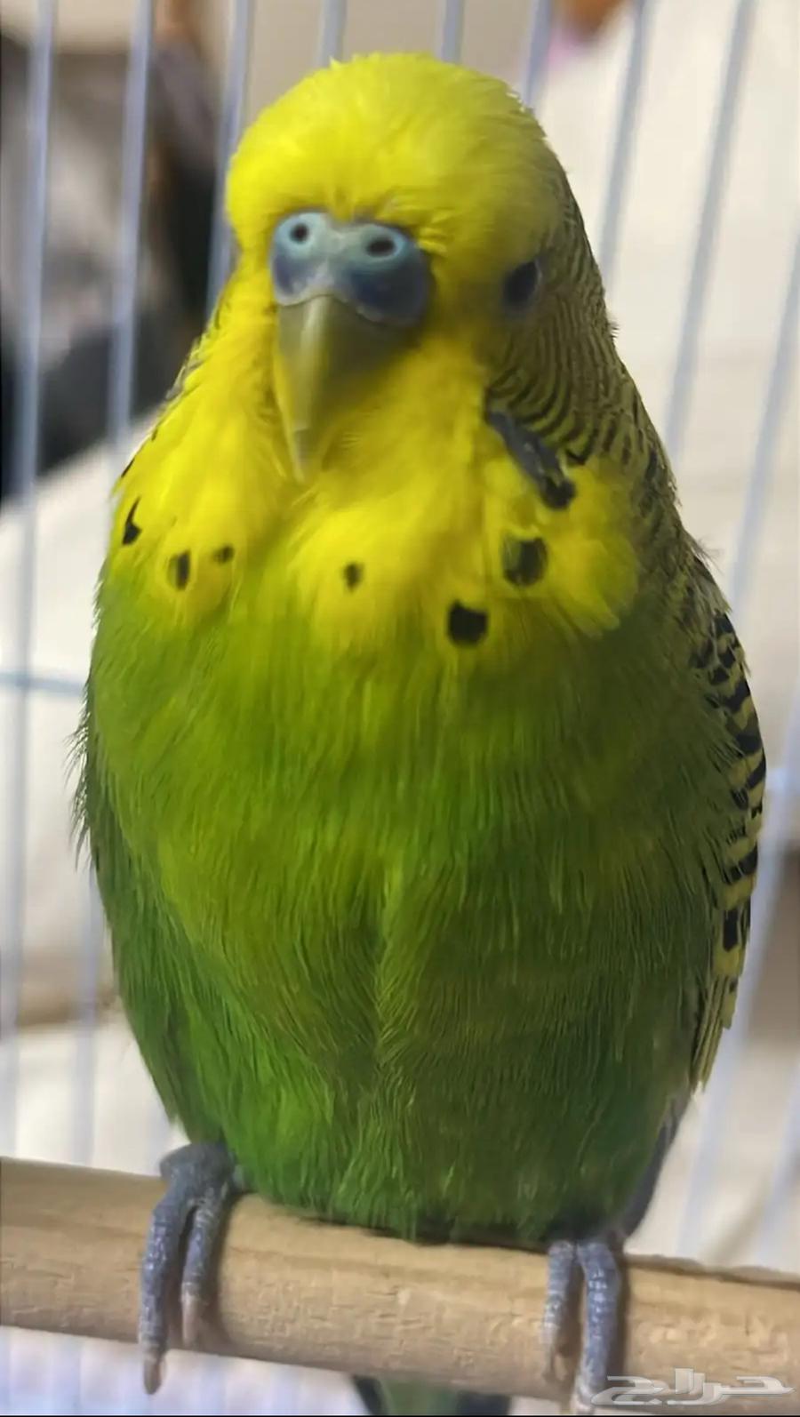 للبيع طيور البادجي64563799111042112