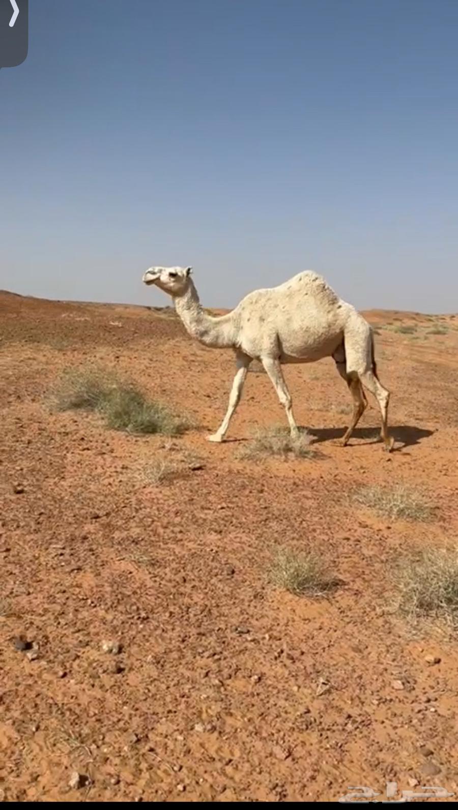 ناقه طيبه تمم البيع64439816015489110