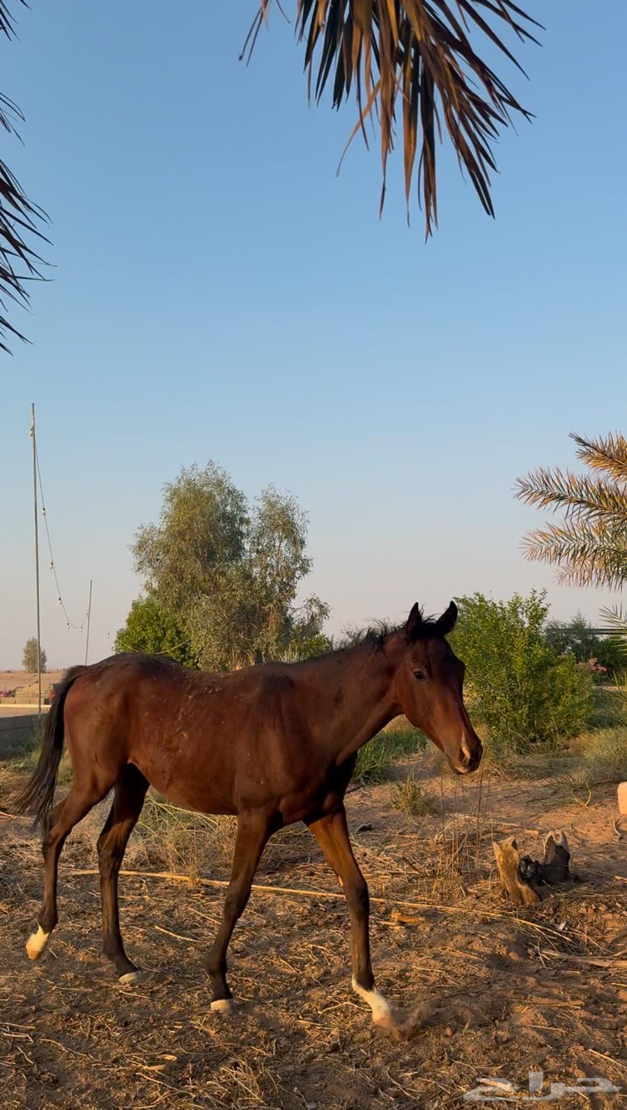 مهره للبيع على السومه64566451602690110